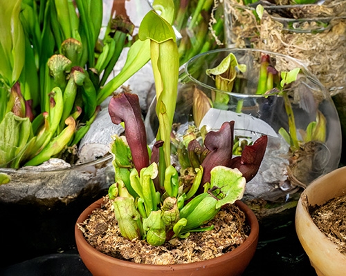 Plantes carnivores en pot, aux urnes vertes et pourpres, exposées en intérieur